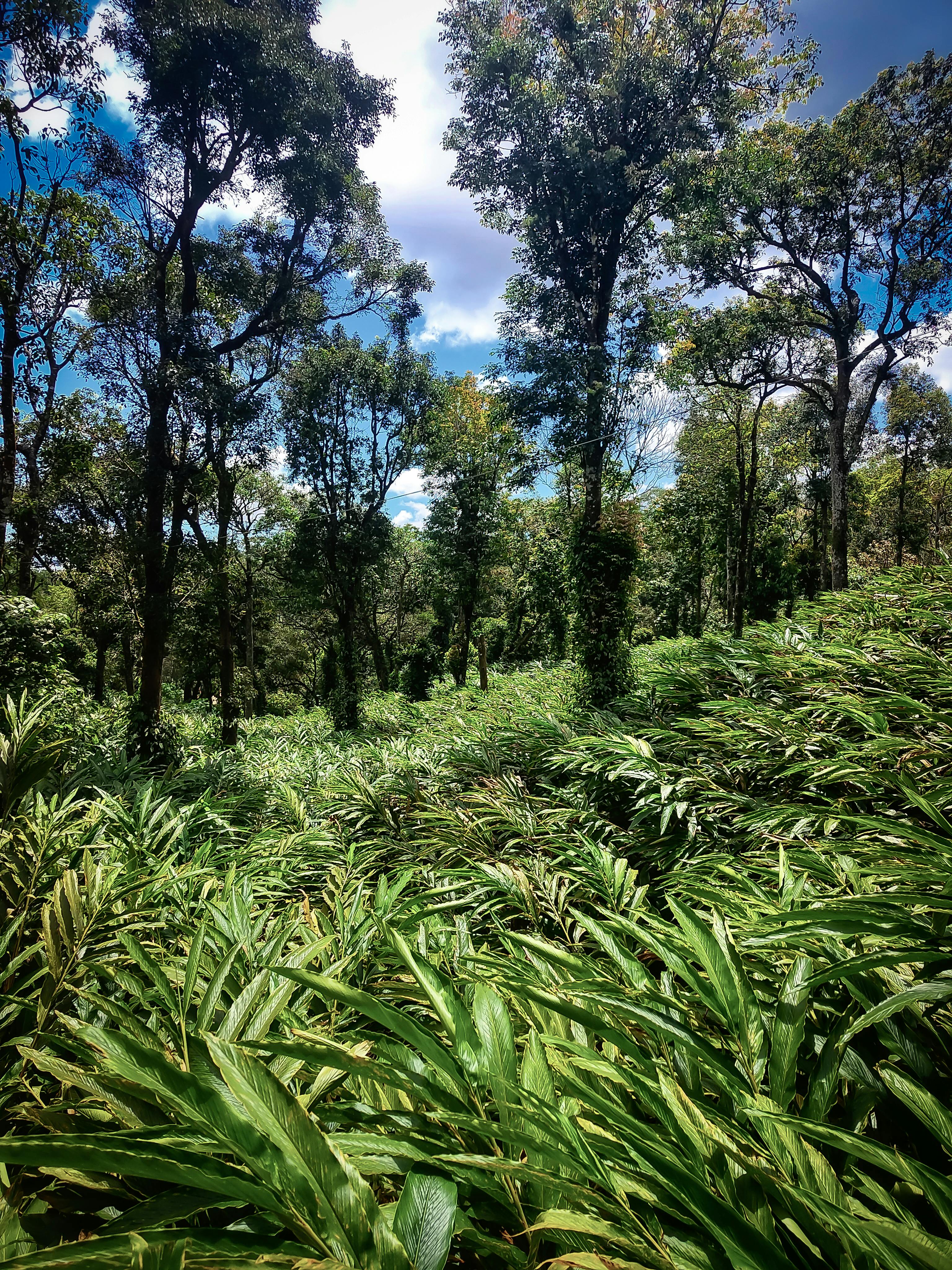 Lush hills of Idukki, Kerala